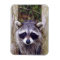 Flexible Photo Magnet w/ raccoon