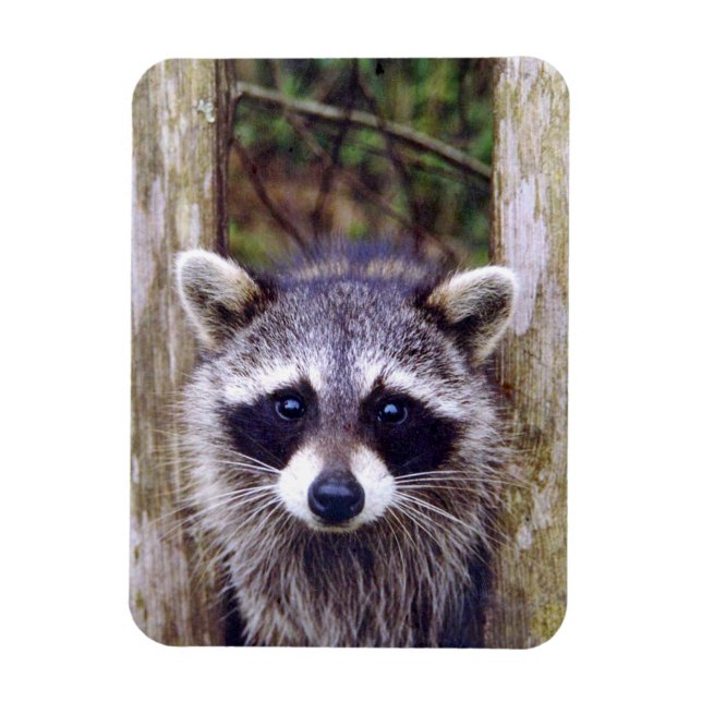 Flexible Photo Magnet w/ raccoon (Vertical)