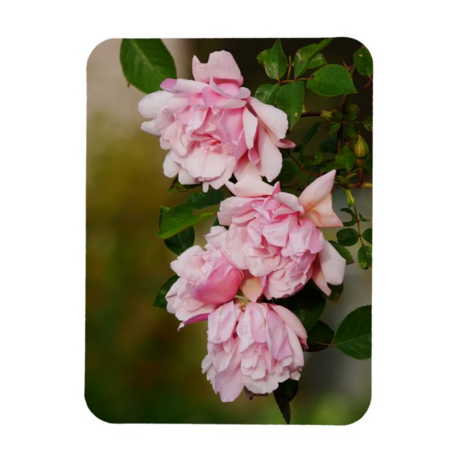 Flexible Pink Albertine Magnet Rose (Vertical)