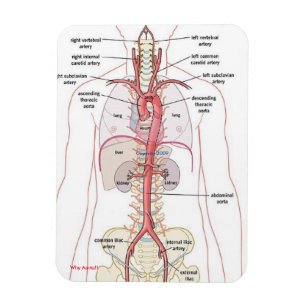 Flexible POURQUOI AORTE ! !  Magnet