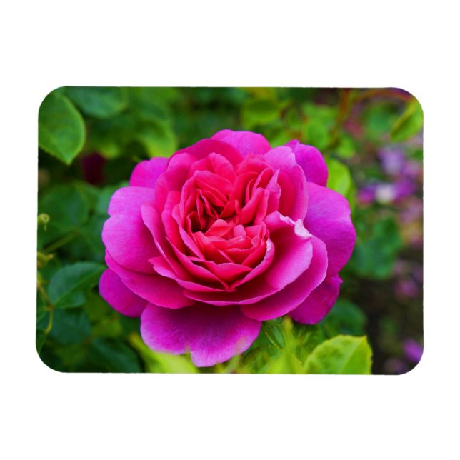 Flexible Princesse Anne Rose #1 Magnet (Horizontal)
