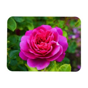 Flexible Princesse Anne Rose n° 1 Magnet