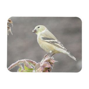 Flexible Soleil Goldfinch et Magnet de tournesol