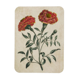 Flexible Vintage Botanique Floral Français Marigold Magnet
