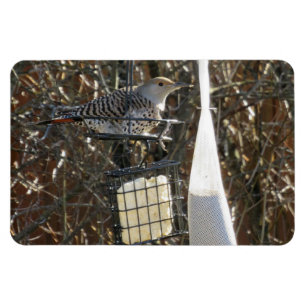 Flicker in Bird Feeder Magnet
