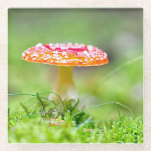 Fliegenpilz Glass Coaster