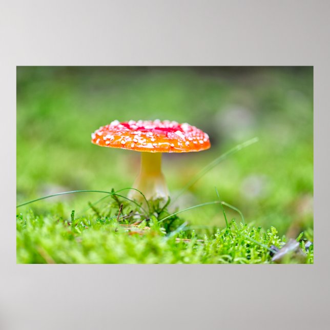 Fliegenpilz Poster (Front)