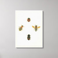Flies and Beetles by Vision Studio