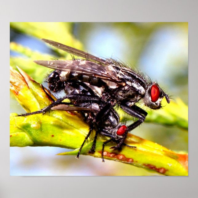 Flies Poster (Front)