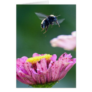 Flight of the Bumblebee