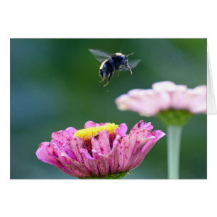 Flight of the Bumblebee