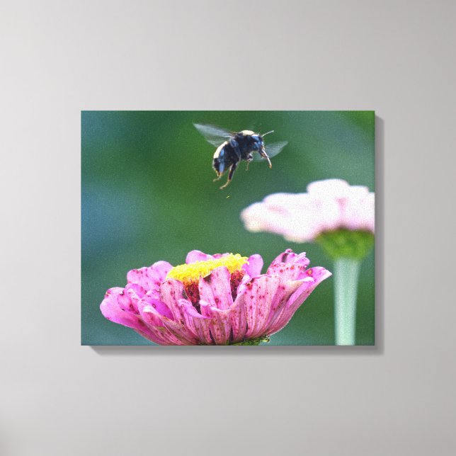 Flight of the Bumblebee Canvas Print (Front)