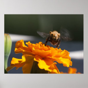 Flight of the Bumblecamel Poster