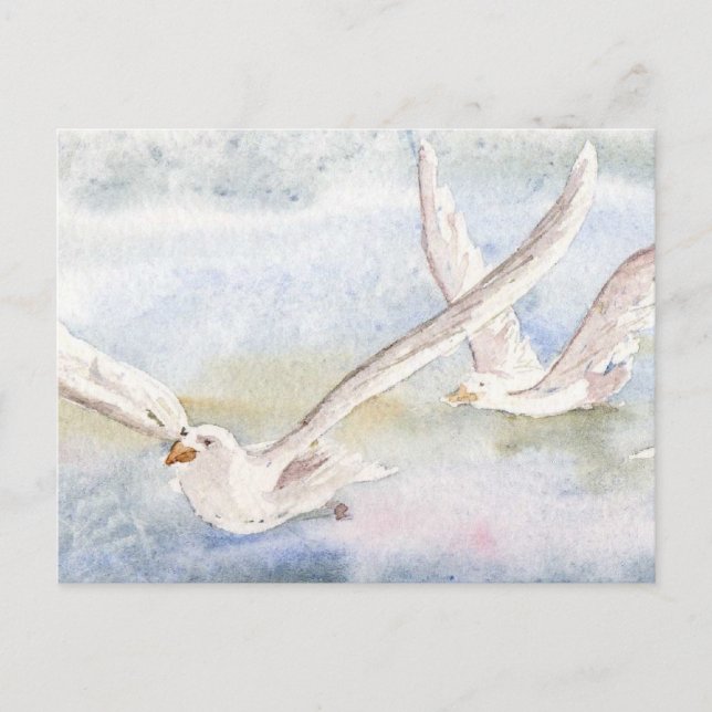 'Flight of the Gulls' Postcard (Front)