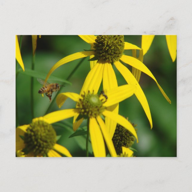 Flight of the honeybee postcard (Front)