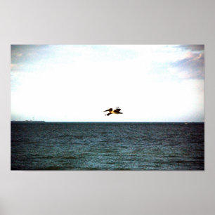Flight of the Pelican Poster
