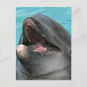 Flipper Postcard