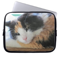 Flirtatious Calico Kitty