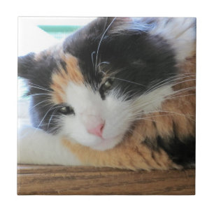 Flirty Calico Cat Tile