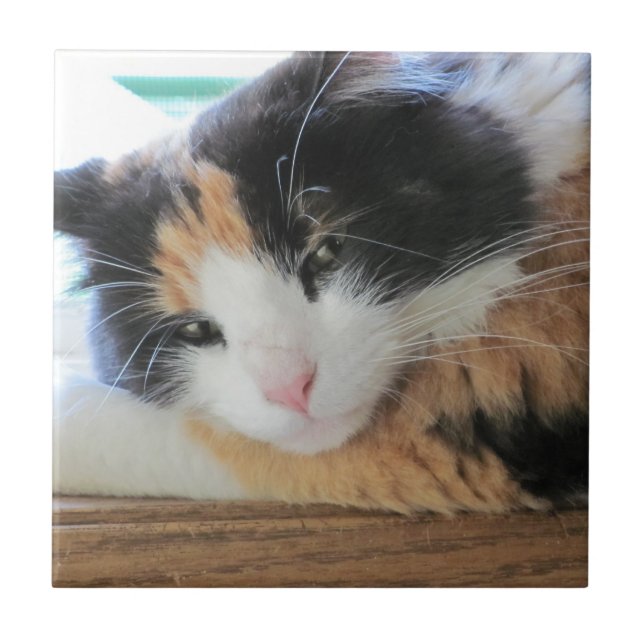 Flirty Calico Cat Tile (Front)