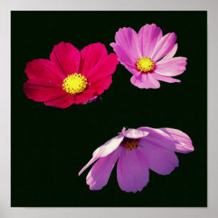 Floating Cosmos Daisy Flower Trio  Poster