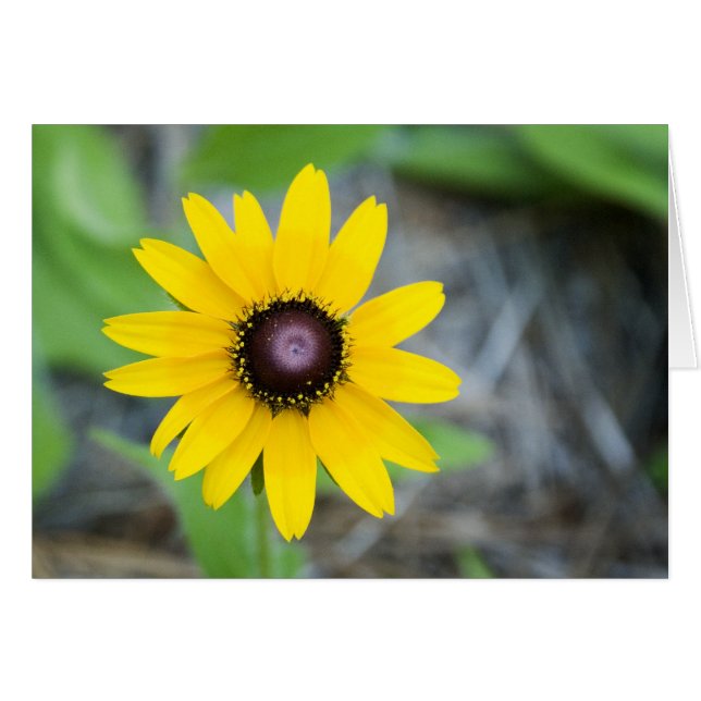 Floating Daisy (Front Horizontal)