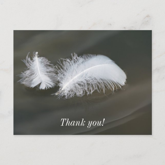 Floating Goose Feathers Postcard (Front)