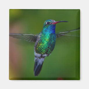 Floating Hummingbird Magnet