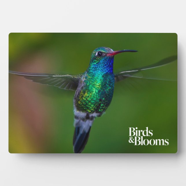 Floating Hummingbird Plaque (Front)