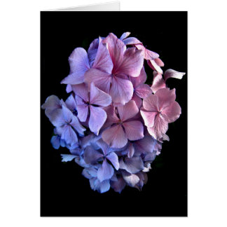 Floating Hydrangea