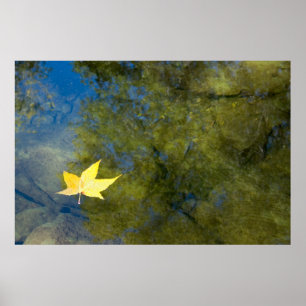 Floating Leaf Poster
