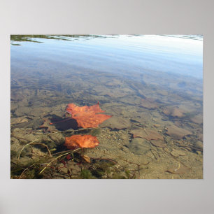 Floating Leaf Poster