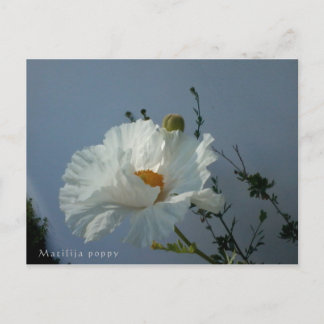 Floating Matilija Poppy Postcard