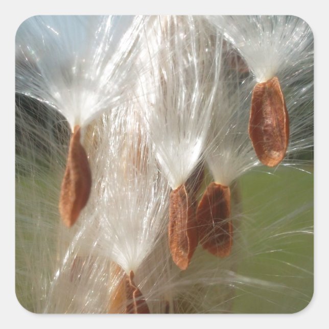 Floating Milkweed Seeds Art Print/Graphic Square Sticker (Front)
