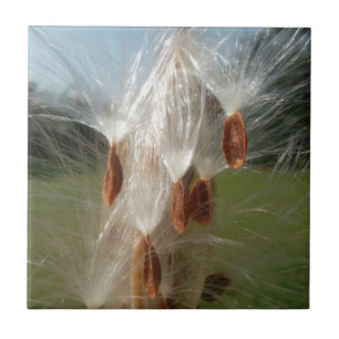 Floating Milkweed Seeds Art Print/Graphic Tile