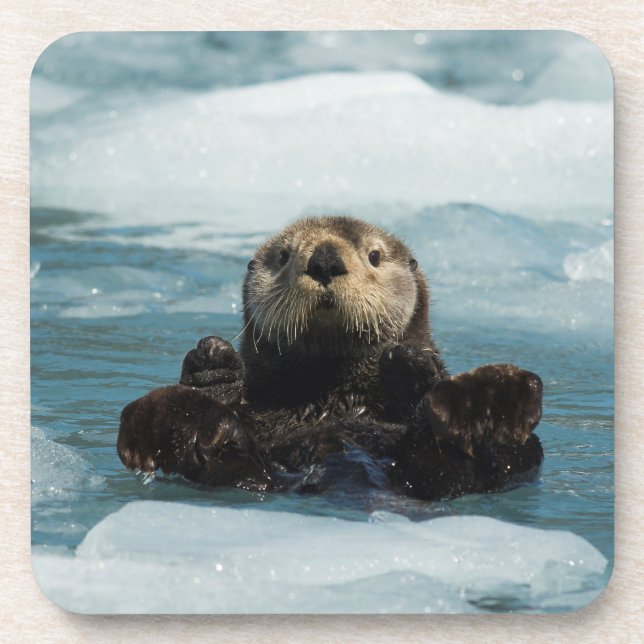 Floating Otter Coaster (Front)
