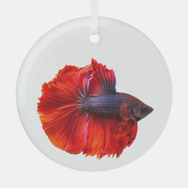 Floating Red Crown Tail Betta Fish  Glass Ornament (Front)
