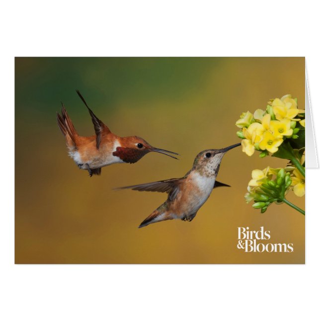 Floating Rufous Hummingbird (Front Horizontal)