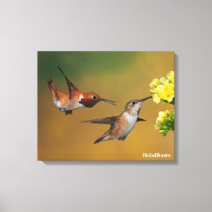 Floating Rufous Hummingbird Canvas Print