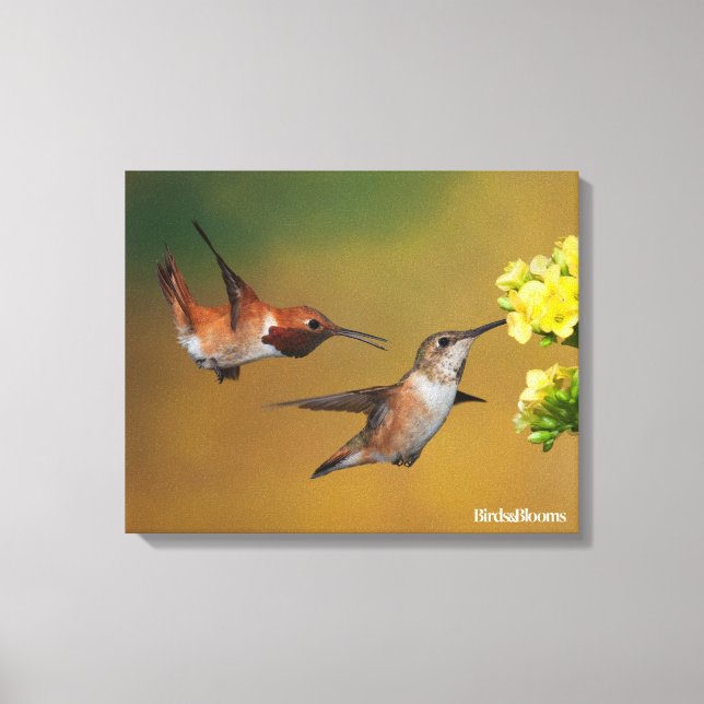 Floating Rufous Hummingbird Canvas Print (Front)