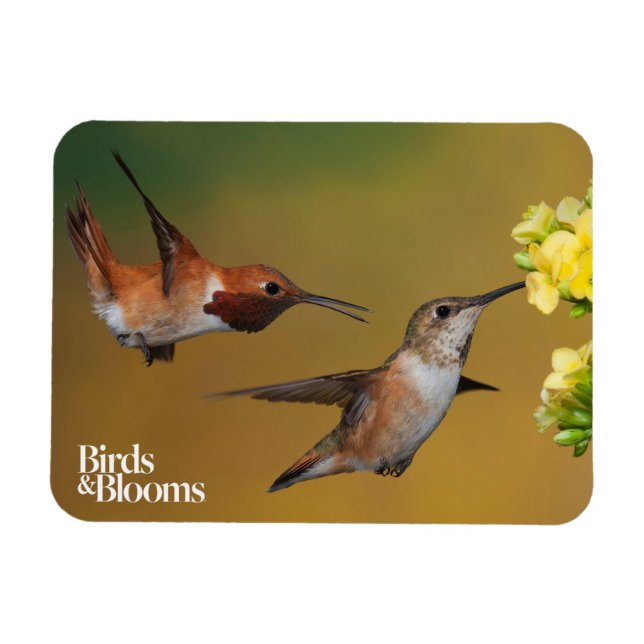 Floating Rufous Hummingbird Magnet (Horizontal)