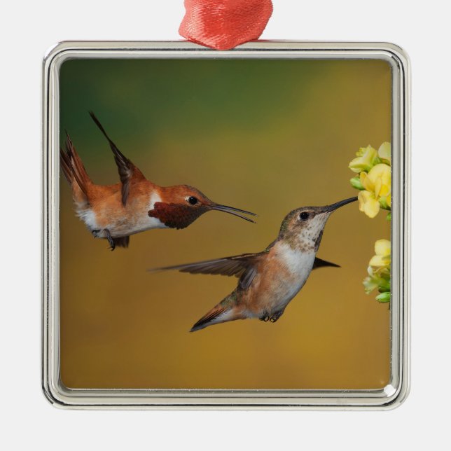 Floating Rufous Hummingbird Metal Ornament (Front)