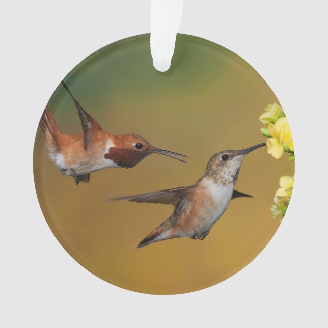 Floating Rufous Hummingbird Ornament (Front)