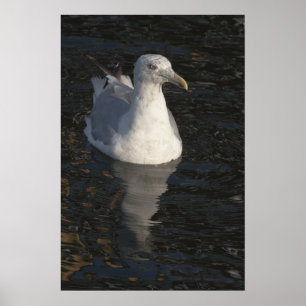 Floating Seagull Poster