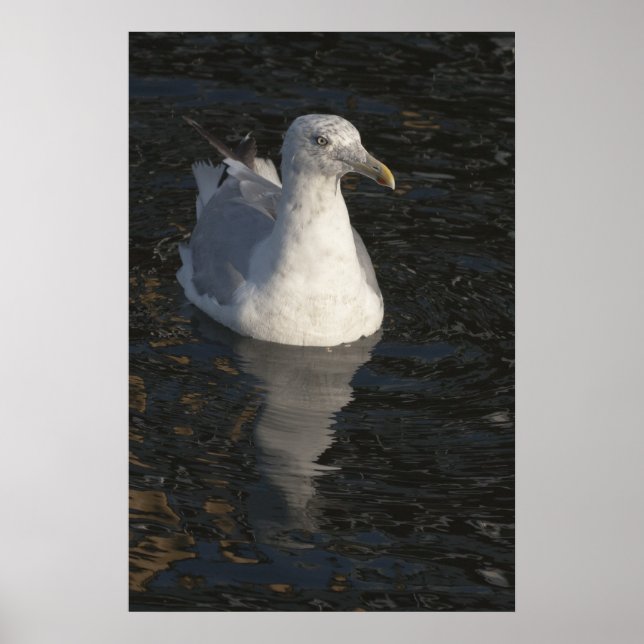 Floating Seagull Poster (Front)