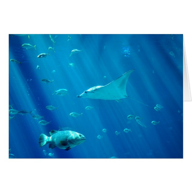 Floating Sting Ray (Front Horizontal)