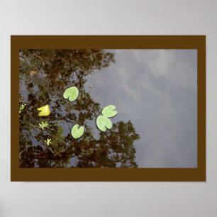 Floating Waterlilies Poster