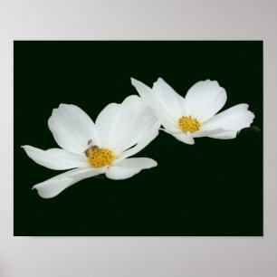 Floating White Cosmos Flowers And Bee Poster