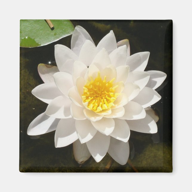 Floating White Waterlily Lotus  Magnet (Front)