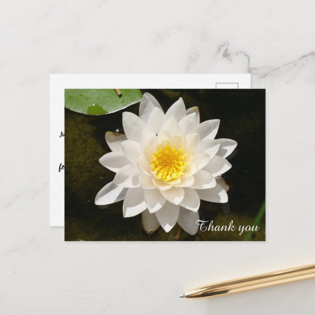 Floating White Waterlily Lotus Thank you Postcard (Front/Back In Situ)
